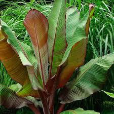 Image result for Ensete ventricosum