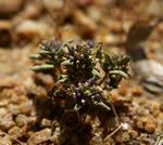 Image result for Faroa