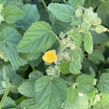 Image result for Sida cordifolia
