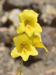 Image result for Mimulus gracilis