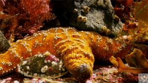Alpha coders 51 wallpapers 43 mobile walls 9 art 17 images 7 avatars. Starfish Gif Ocean Gif Bbc America Giphy