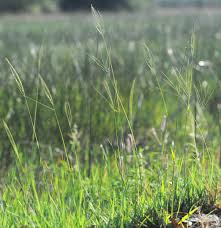 Image result for Digitaria seriata