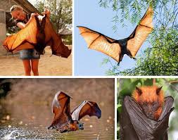 Elle ne se nourrit pas de sang mais de fruits. Cette Photo Terrifiante D Une Chauve Souris De Taille Humaine N Est Pas Fausse Ipnoze