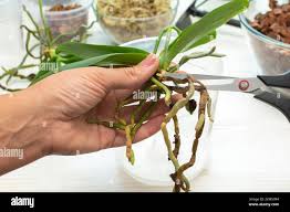 Image result for orchid cuttings