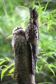 Aunque parezca que en realidad es un peluche y todo fue una broma, en realidad así se. Pin En Birds Things That Fly