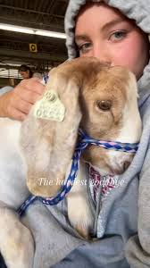 The Heartbreak of Showing Livestock