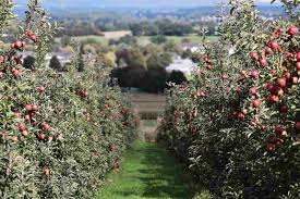 High density orchards, lahore, pakistan. High Density Apple Farming Planting Spacing Yield In India Agri Farming
