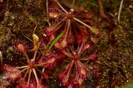 Image result for Droseraceae