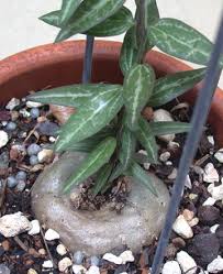 Image result for Ceropegia abyssinica