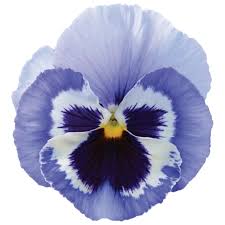 Image result for Viola x wittrockiana `Hiemalis`