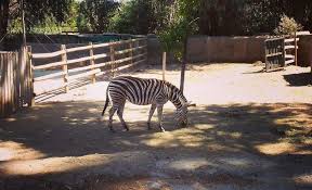 Esto es posible si nos unimos para hacerlo realidad. Un Dia En El Zoologico Fotografia Arte Amino Amino