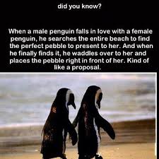Great quotes quotes to live by funny quotes inspirational quotes awesome quotes penguin love quotes motivational quotes. Pebble And The Penguin Quotes Quotesgram