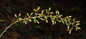 Image result for Blumea squarrosa