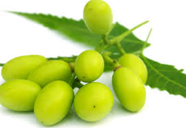 What problems can neem oil help with? The Benefits Of Neem Oil Planet Natural