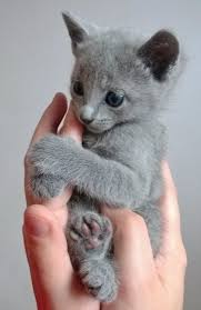 You need not worry about your space since a female kitten is comfortable living in a. Mel Cat Russian Blue Kitten Cute Cats Cats And Kittens