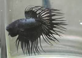 Live Betta Tropical Betta Fish Black Orchid Crowntail Betta K5 Betta Fish Ideas Of Betta Fish Bettafish Live Betta Tr Betta Fish Betta Baby Betta Fish