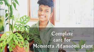 Of course, they do need attention, but they require less love than many other houseplants: Complete Care About Monstera Adansonii Plant In Malayalam Broken Heart Philodendron Care Greenlover Youtube