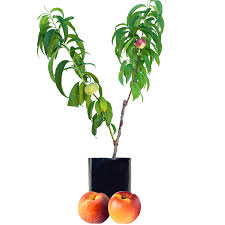 Different fruits growing on one tree! Stone Fruit Salad Trees Australia Wide Delivery Peach Plum Nectarine Apricot And Peachcot