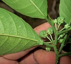 Image result for Rinorea