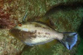 Rough Leatherjacket Scobinichthys Granulatus Marineexplorer Marine Fish Pet Marine Life