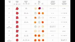 Explicit Blood Type Antigen Chart Blood Type Antigens