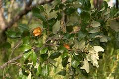 Image result for Monotes glaber