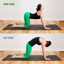 It is frequently one of the first exercises that i. Benefits Of Cat Cow Stretch Tennisnerd Net