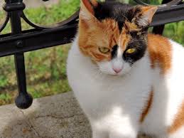 Maybe you would like to learn more about one of these? Penyebab Kerontokan Bulu Kucing Dan Cara Mengatasinya