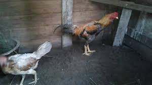 Bentuk kaki untuk ayam petarung sangat beragam. Ayam Batang Kaki Youtube