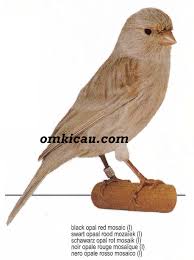 Umumnya semua jenis kenari perawatannya hampir sama, namun juga sang penangkar harus mengenal betul karakter kenarinya tersebut, sehingga bisa lebih tahu. Galeri Nama Dan Tampilan Kenari Warna Om Kicau