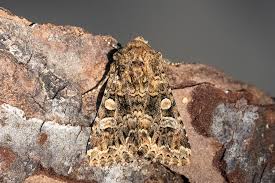 Image result for Hadena perplexa