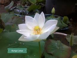 Tanaman teratai memiliki batang dan akar berongga. Ternyata Bunga Teratai Itu Tidak Sama Dengan Lotus Kompasiana Com