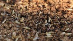 Call ehrlich pest control today for pest control services in virginia beach, va. 17 Termite Information Ideas Termites Termite Control Pests