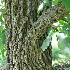 Congrats to kyle klein for winning columbia's 36th. Buy Affordable Bur Oak Trees At Our Online Nursery Arbor Day Foundation Buy Trees Rain Forest Friendly Coffee Greeting Cards That Plant Trees Memorials And Celebrations With Trees And More
