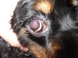 Dog hair loss — officially known as alopecia even though hair loss itself won't hurt your pup, the underlying conditions that cause hair loss might. Diseases Of The Canine Eye Cherry Eye Conjunctivitis