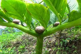 Di alam, tanaman yang sering. Porang Amorphophallus Muelleri