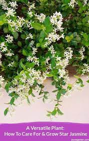 How To Care For Grow Star Jasmine Jasmine Plant Garden Vines Star Jasmine