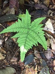 Image result for Triplophyllum