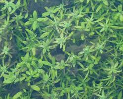 Image result for Callitriche