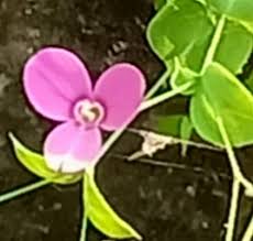 Image result for Canscora alata