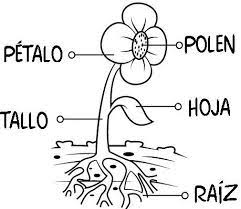 Los Duendes Y Hadas De Ludi Proyecto Mi Huerto I Ciclos De Vida De Las Plantas Partes De La Planta Partes De La Misa