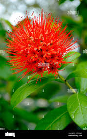 Image result for Combretum constrictum