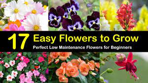 Walmart.com has been visited by 1m+ users in the past month 17 Easy Flowers To Grow Perfect Low Maintenance Flowers For Beginners