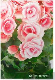 Image result for Begoniaceae