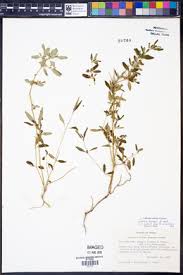 Image result for Justicia striolata