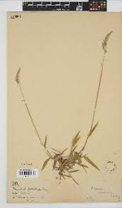 Image result for Urochloa serrata