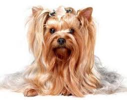 Celebs love short hairstyles, these haircuts look great for the spring and summer and you can transform your look for the new year. 100 Yorkie Haircuts For Males And Females Cute Yorkshire Terrier Hairstyles And Cuts