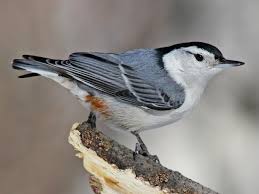 Large Grey Bird With Black And White Head Pin On Rose Hill Birds