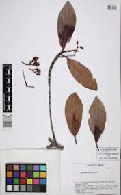 Image result for Rhizophora racemosa