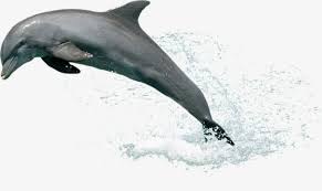 Les Dauphins Hors De L Eau De L Eau Dauphin Saut Fichier Png Et Psd Pour Le Telechargement Libre Dauphin Png Biologie Marine